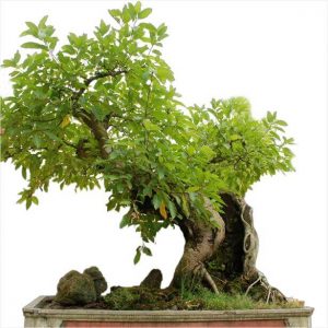 Cách Chọn chậu phù hợp với cây bonsai